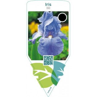Iris (G)  bright blue