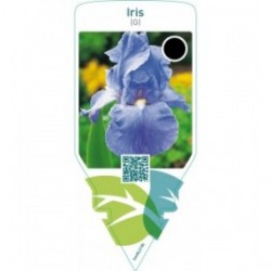 Iris (G)  bright blue