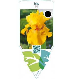 Iris (G)  yellow