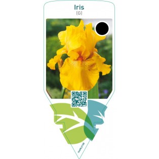 Iris (G)  yellow