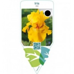 Iris (G)  yellow