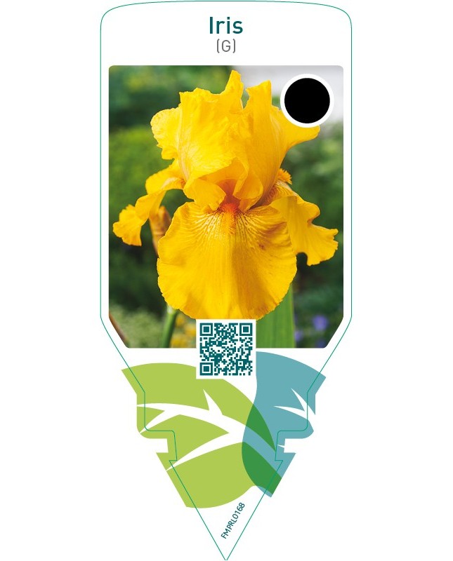 Iris (G)  yellow