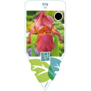 Iris (G)  koper