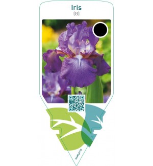 Iris (G)  lilac