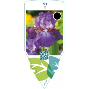 Iris (G)  lilac