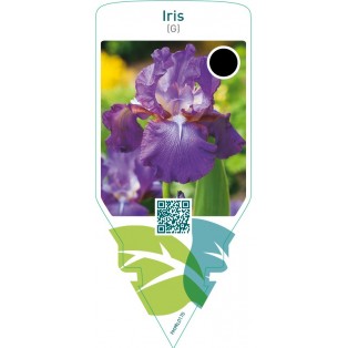 Iris (G)  lilac