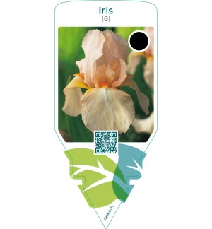 Iris (G)  pink