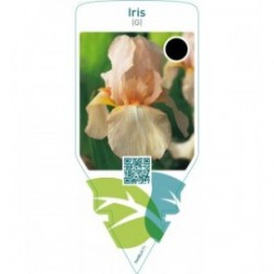 Iris (G)  pink