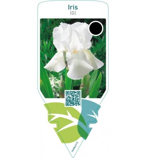 Iris (G)  white