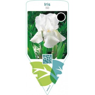 Iris (G)  white