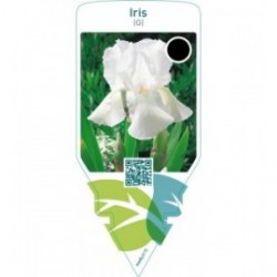 Iris (G)  white