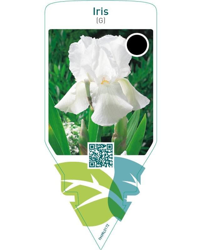 Iris (G)  white
