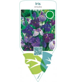 Iris ensata  mix