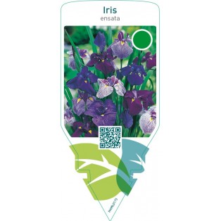 Iris ensata  mix