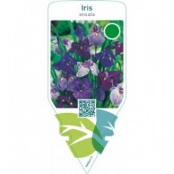 Iris ensata  mix