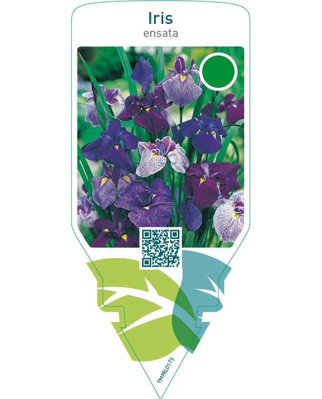 Iris ensata  mix