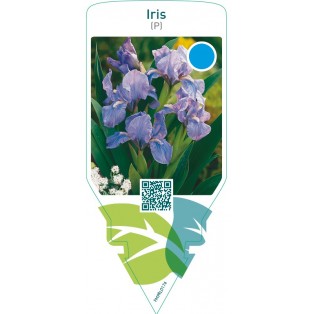Iris (P)  blue