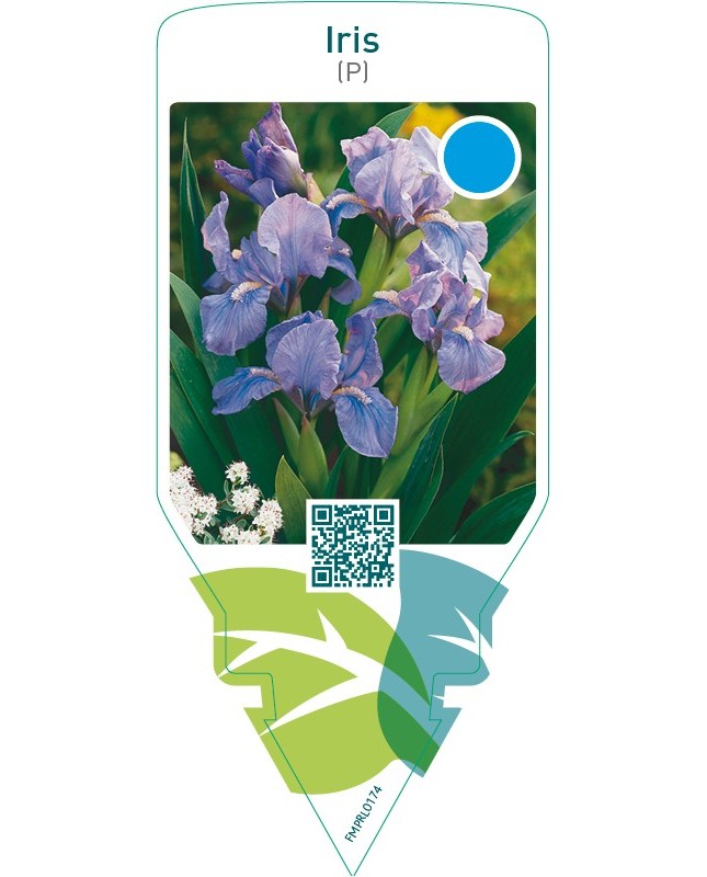 Iris (P)  blue