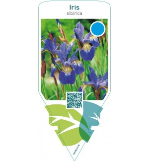 Iris sibirica  blue
