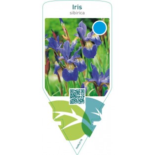 Iris sibirica  blue