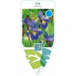 Iris sibirica  blue