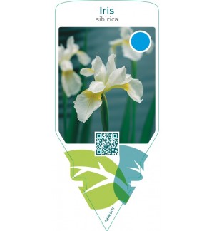 Iris sibirica  white