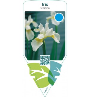 Iris sibirica  white