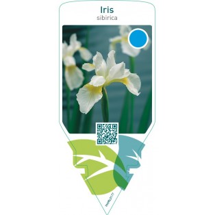 Iris sibirica  white