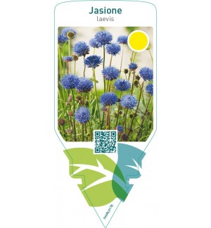 Jasione laevis