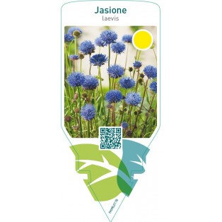 Jasione laevis