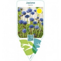 Jasione laevis