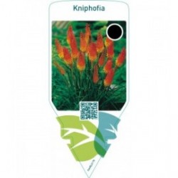 Kniphofia