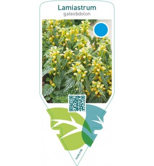 Lamiastrum galeobdolon