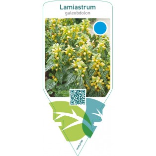 Lamiastrum galeobdolon
