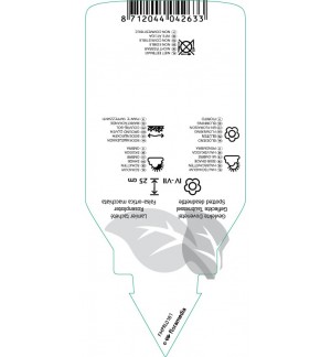 Etichette di Lamium maculatum *