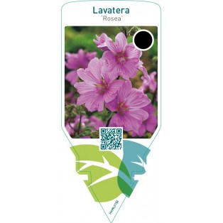Lavatera ‘Rosea’