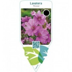 Lavatera ‘Rosea’
