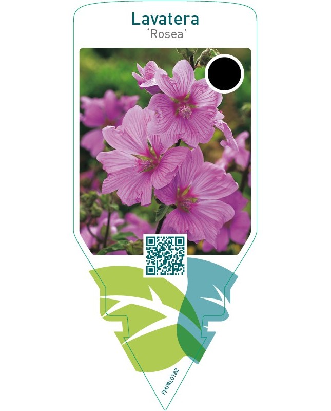 Lavatera ‘Rosea’