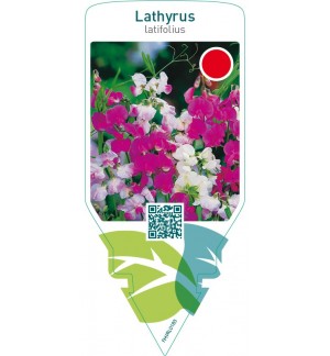 Lathyrus latifolius  mix
