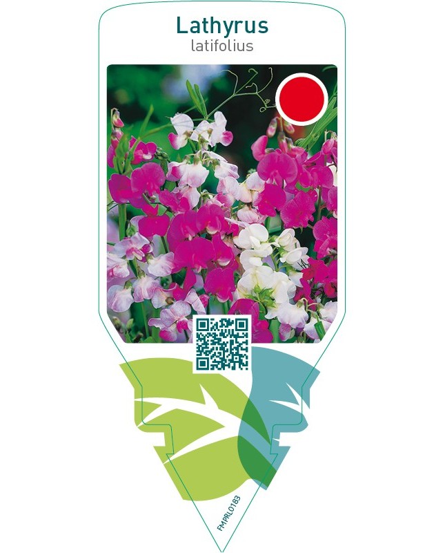 Lathyrus latifolius  mix