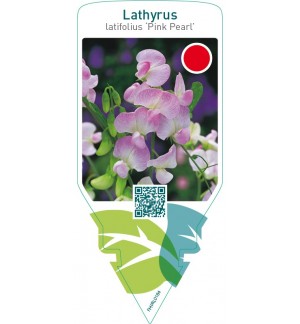 Lathyrus latifolius ‘Pink Pearl’
