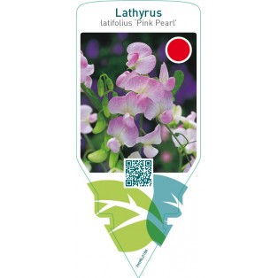 Lathyrus latifolius ‘Pink Pearl’