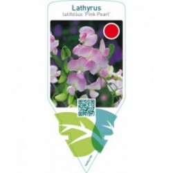 Lathyrus latifolius ‘Pink Pearl’