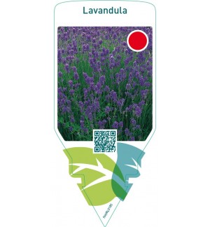 Lavandula