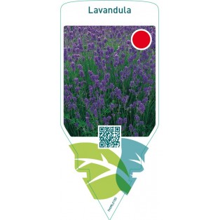 Lavandula