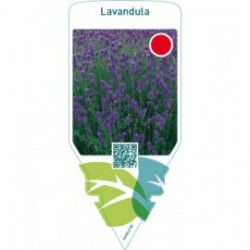 Lavandula