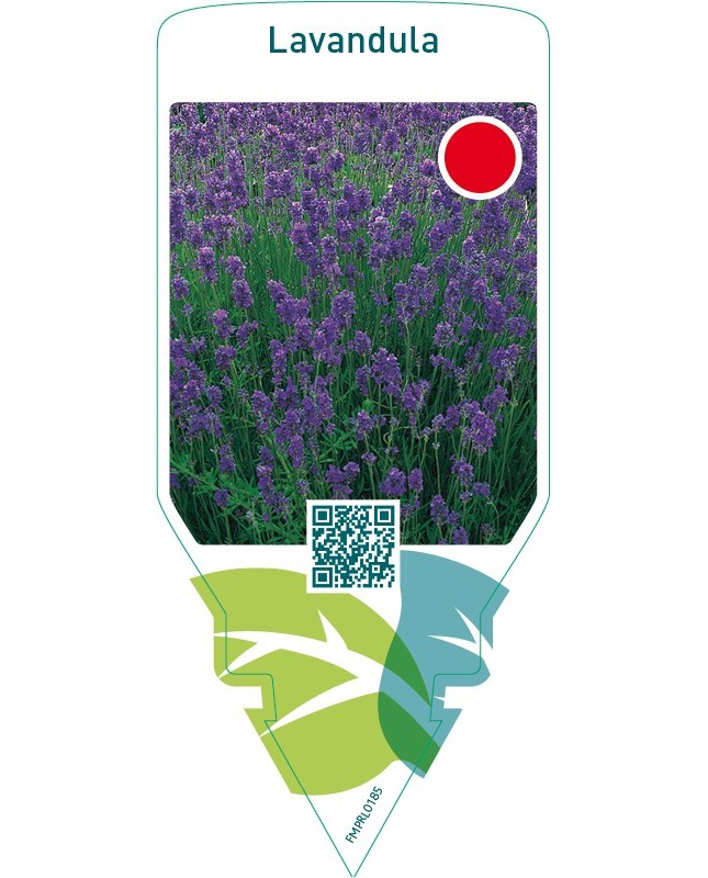 Lavandula