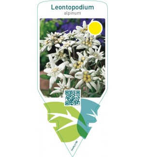 Leontopodium alpinum