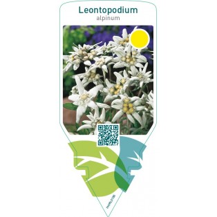 Leontopodium alpinum