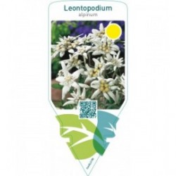 Leontopodium alpinum